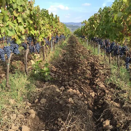 Feudo Vagliasindi -wine Experience- Randazzo