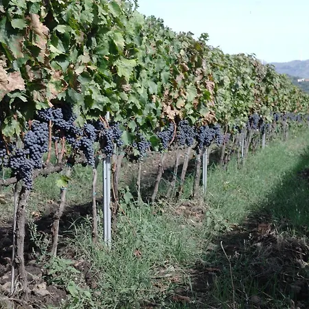 Country house Feudo Vagliasindi -wine Experience-