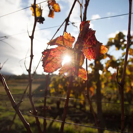 Feudo Vagliasindi -wine Experience- Randazzo