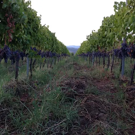 Feudo Vagliasindi -wine Experience- *