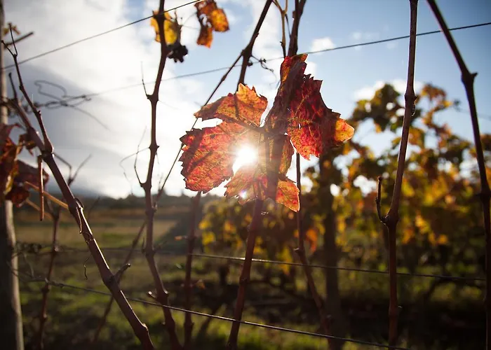 Feudo Vagliasindi -wine Experience- Randazzo