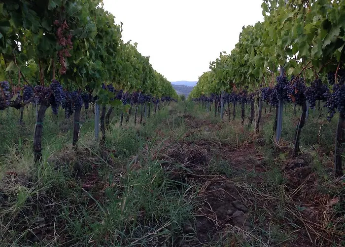 Feudo Vagliasindi -wine Experience- *